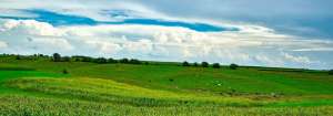 wisconsin countryside with rolling green hills and dairy cows